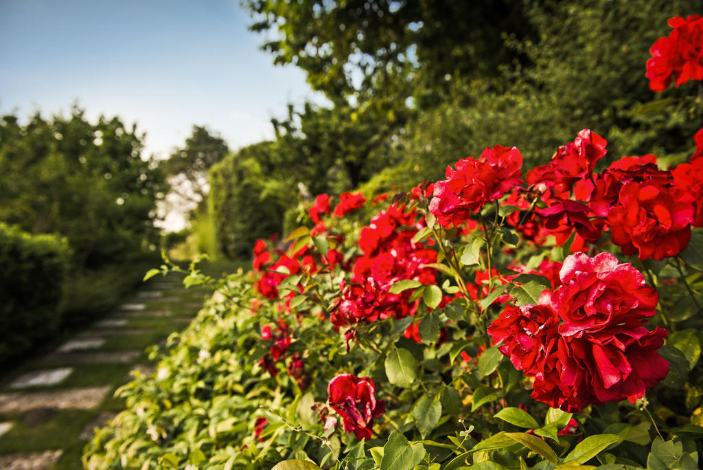 Corte Delle Cicale Bed & Breakfast Бардолино Екстериор снимка
